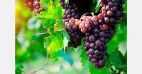 Bulgaria steps up grape import price and origin checks