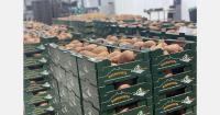 Southern Spain's organic sweet potato season opens with strong supply after drought recovery