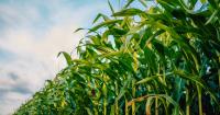 Use lessons from 2025-26 to reshape crop marketing strategy