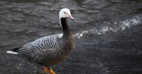 Wildlife biologist Robyn Thomas shares her expertise about the Emperor goose