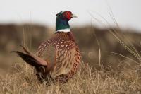 Minnesota Pheasant Numbers Jump Nearly 20 Percent