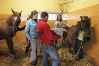 Ranch Horse Becomes First Equine Screwworm Case in the Outbreak as West Texas Animal Movement Limits Expand