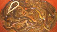 Weird animal in Florida? It could be one of these invasive species