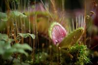 Michigan Has Carnivorous Plants Hiding in Plain Sight