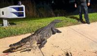 Florida police relocate 10-foot gator near high school after 'left tackle' quip