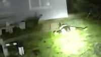 Florida drug suspect caught by K-9 after fleeing hotel search warrant