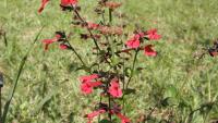 Boost your Florida garden and welcome butterflies with these native plants