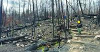 Why the devastating Boundary Waters wildfires are critical for a healthy Minnesota forest