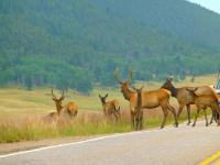 CDOT Deer Collision Stats: Western Colorado Fall Warning