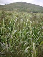 Millet Adoption Expanded Bronze Age Farmland