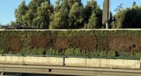 Latest green wall revival withers within months as legal action remains a mystery