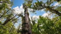 Why Chile’s 2,000-Year-Old Alerce Trees Have Become Magnets for Underground Fungi