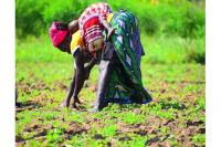 How farmers can overcome climate shocks