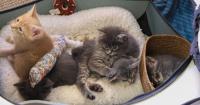 Athens weekend preview: Paws & Pinot, Seniors’ Cookoff, Fall Crow Market and more