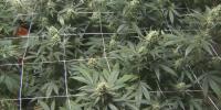 Moline could allow drive-up cannabis dispensaries