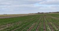 Rooted Solutions: Research explores perennial groundcovers in corn and soy systems