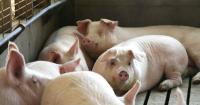 USDA cuts meat production outlook on lower pork, beef supply
