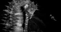 Ocean Photographer of the Year finalists bring blue planet to life