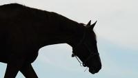 Arrests made following major international operation into suspected horse trafficking