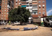 Malaga to replace trees most at risk of losing branches with other urban species