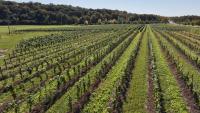 Niagara ice wine producer says U.S. buyers are 'flabbergasted' by Trump's Canadian booze ban order