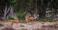 U.S. Fish and Wildlife Service approves state Wildlife Action Plan