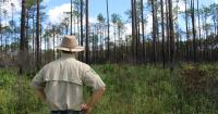 In this Florida forest, hope grows after a wildfire