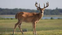 Missouri conservation officials ask public to report hemorrhagic disease in deer