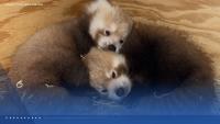 Kansas City Zoo announces names of red panda cubs, says they now have access to main habitat