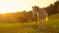 Texas ranch horse becomes first U.S. equine screwworm case