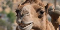 Virginia City’s 67th Annual International Camel & Ostrich Races return Sept 11 -13