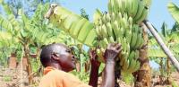 Study charts banana production revival
