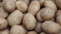 Scottish growers get new potato virus testing service
