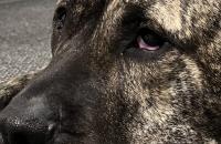 Louisiana reports its first rabies case in a dog since 2014