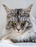 Vet Treats the 'Most Beautiful' Maine Coon She's Ever Seen: 'Wow. Just Wow.'