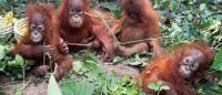 Indonesia to return trafficked baby orangutans
