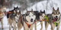 Alaska sled dogs become unlikely casualties of Trump's cuts