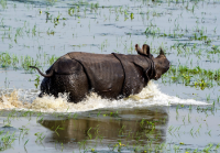 South Asian nations vow coordinated action against wildlife crime