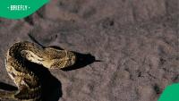 Urgent snake warning for Cape Town after 7 puff adders are found