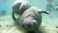I'm a Sarasota scientist. Here's why I fear for Florida's wildlife.