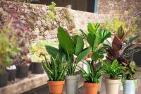 Plan Your Garden Road Trips: Louisiana's 2026 Fall Plant Sales