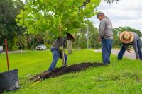 Florida's North Port brings back shade lost from Hurricane Ian with 85 newly planted trees