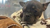 Oklahoma French bulldog, starved and shot twice in the head, stands and walks 2 days after rescue