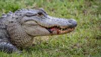 South Carolina triathlon coach says he gouged alligator's eye to escape Savannah River attack