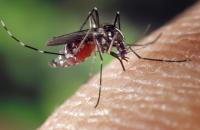 Belgium authorities investigate first probable local West Nile human infection case