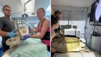 Florida sea turtle gets donor blood patch as vets work to stop leak preventing her from diving