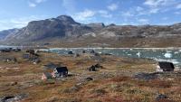 Greenland islanders embrace the geopolitical spotlight