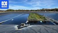 World-first trial finds floating wetlands can cut greenhouse gas emissions