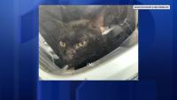 2 cats rescued in separate New Jersey incidents