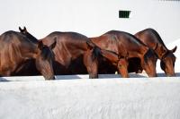 Spain’s purebred horse business leaps past the $8.6 billion mark